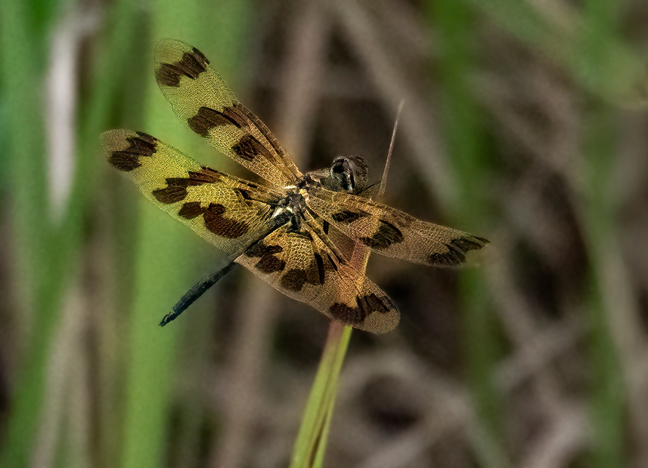 Image 17